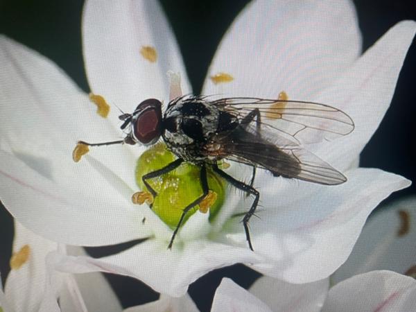 Anthomyia procellaris